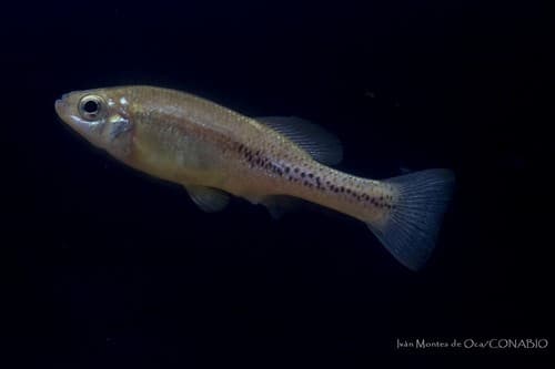 Balsas Splitfin