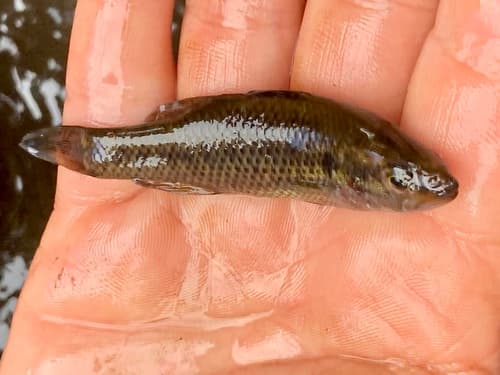 Balston's Pygmy Perch