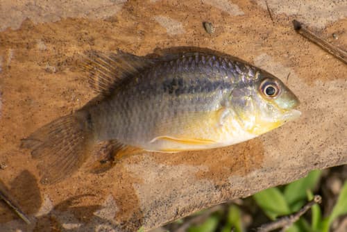 Banded Acara