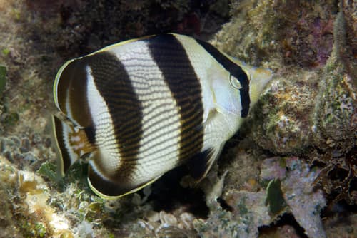 Banded Butterflyfish