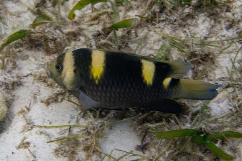 Banded Damselfish