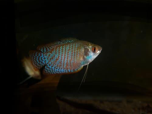 Banded Gourami