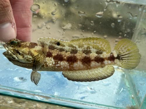 Banded Jawfish