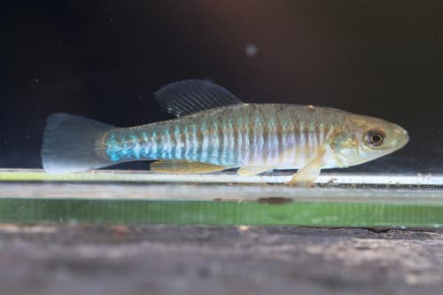 Banded Killifish