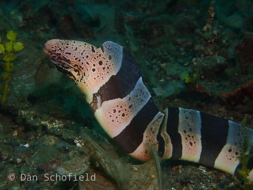 Banded Mud Moray