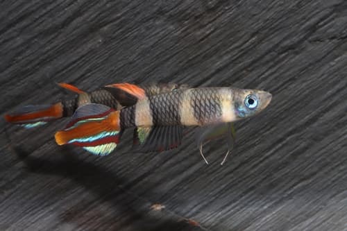 Banded Panchax
