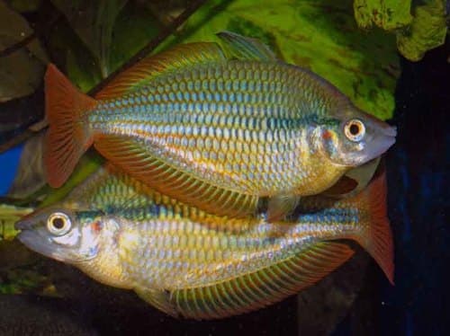 Banded Rainbowfish