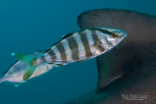 Banded Rudderfish
