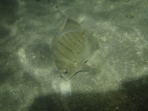 Banded Sicklefish