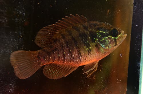 Banded Sunfish