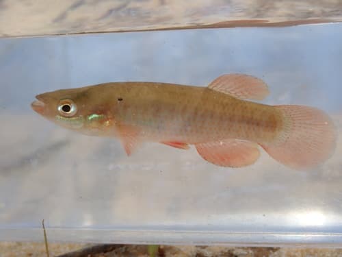 Banded Topminnow