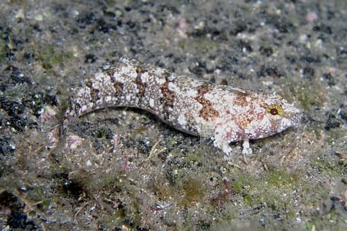 Banded Weedfish