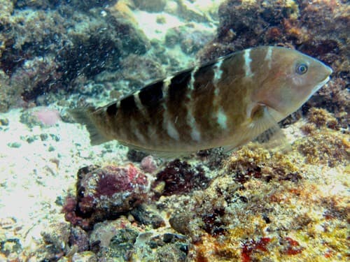Banded Wrasse