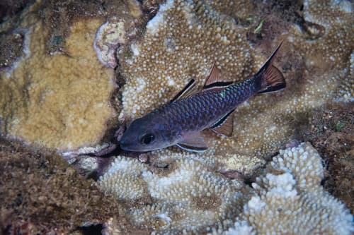 Bandfin Cardinalfish