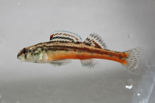 Bandfin Darter