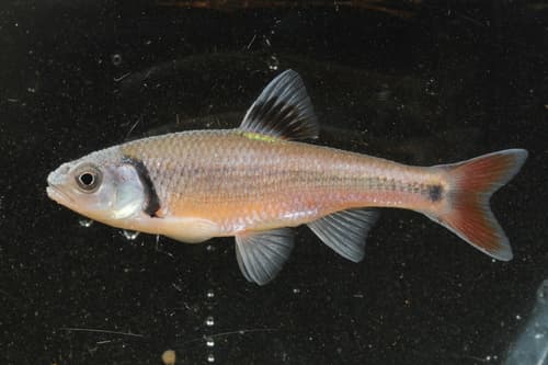 Bandfin Shiner