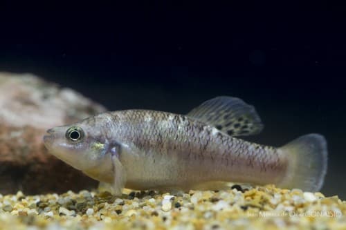 Bandfin Splitfin
