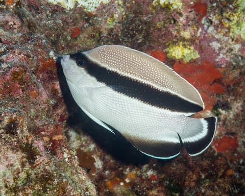 Bandit Angelfish