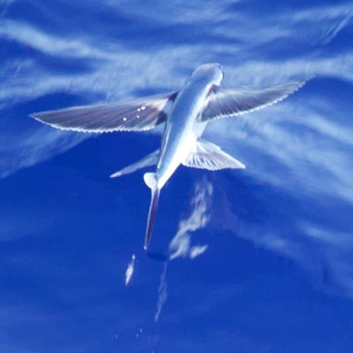 Bandwing Flyingfish