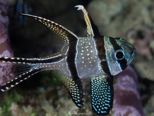 Banggai Cardinalfish