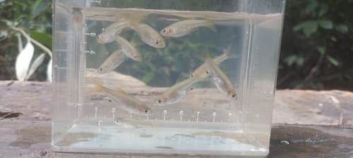 Bangka Rasbora