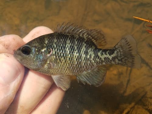 Bantam Sunfish