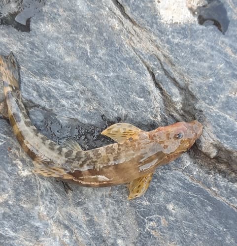 Barbatula altayensis