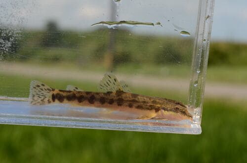 Ornate Stone Loach
