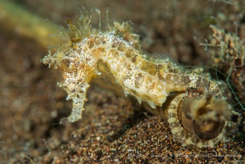 Barbour's Seahorse