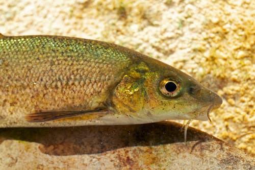 Barbus fucini