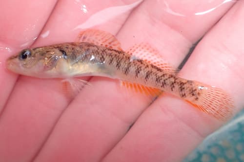 Barcheek Darter