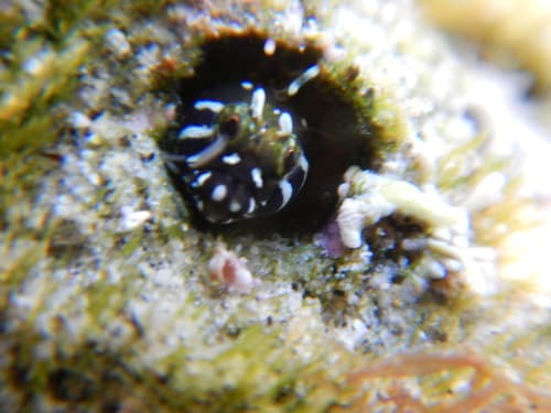Barcheek Tube-Blenny
