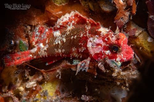 Barchin Scorpionfish