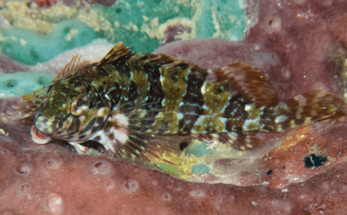 Barfin Blenny