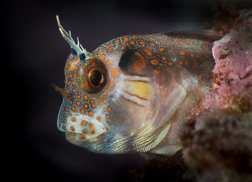 Barnaclebill Blenny