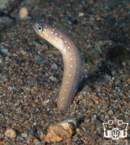 Barnes' Garden Eel