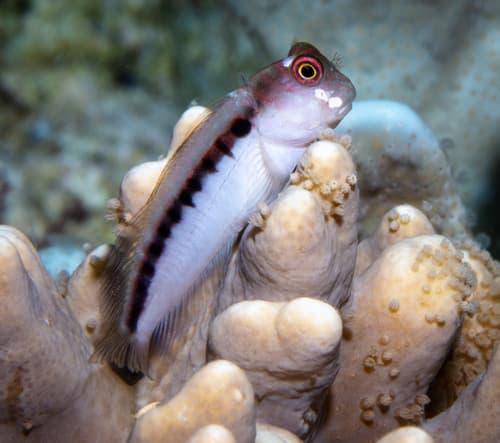 Barred Blenny