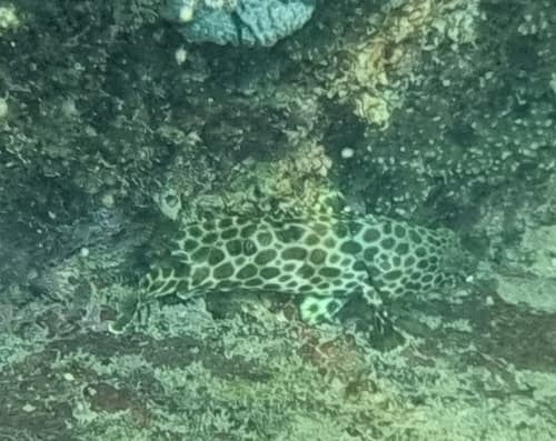 Barred-chest Grouper