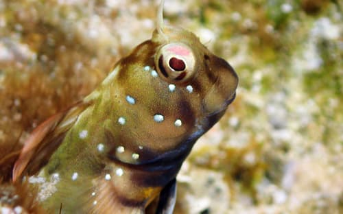 Barred-Chin Blenny