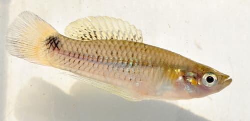 Barred Killifish