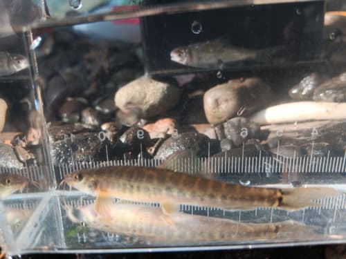 Barred Loach