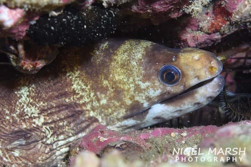 Barred Moray