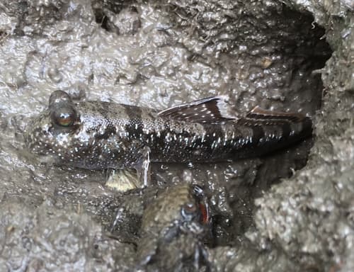 Barred Mudskipper