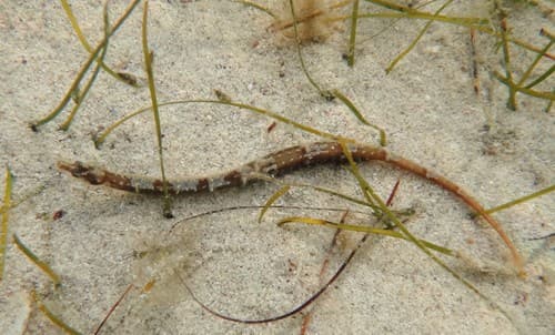 Barred Pipefish