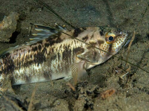 Barred Sand Bass