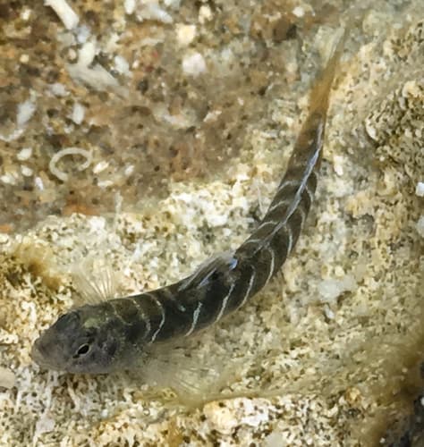 Barred Tidepool Goby
