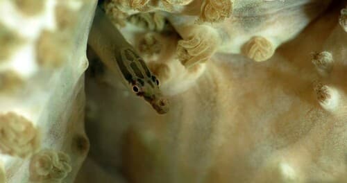 Barred Xenia Pipefish