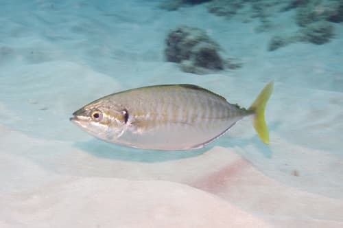 Barred Yellowtail Scad