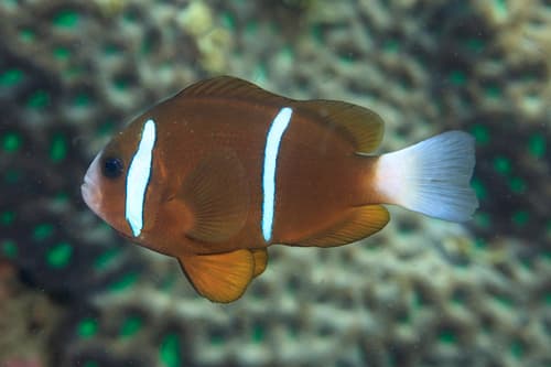 Barrier Reef Anemonefish