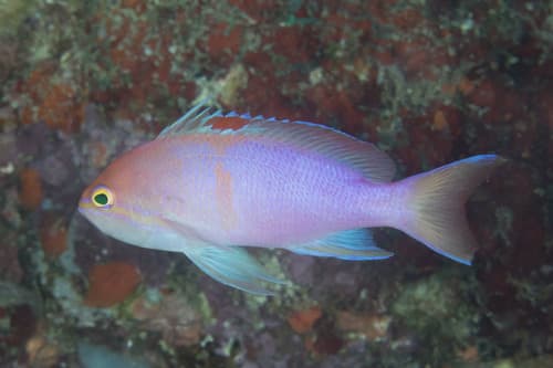Barrier Reef Anthias